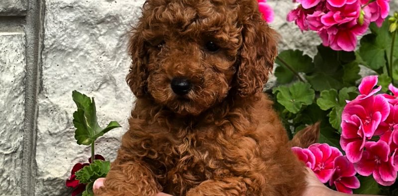 Odgajivacnica pudli Pom Bahu Djokovic Kennel Vojvodina