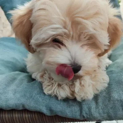 Odgajivacnica Pom Bahu Djokovic Kennel Novi Sad