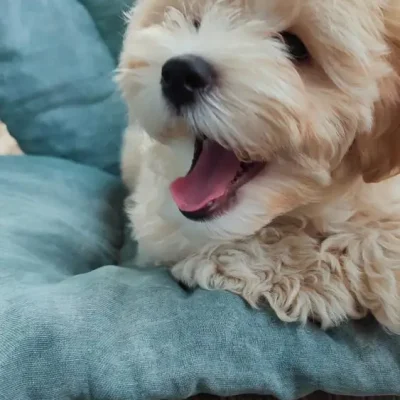 Odgajivacnica Pom Bahu Djokovic Kennel Novi Sad