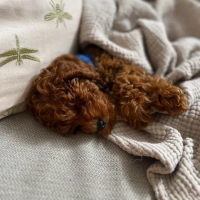 6c5ec0af-2e41-411c-bfa1-9292b9974fdc