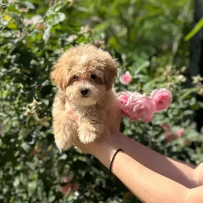 maltipoo_toy_kupujem_prodajem_beograd