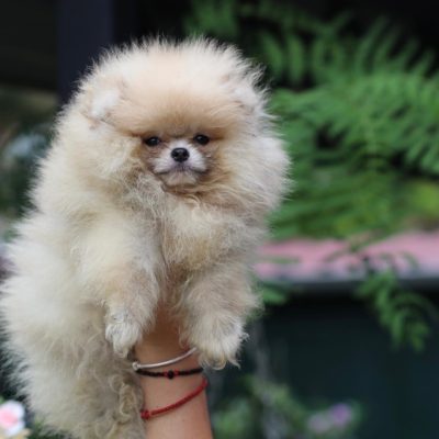 C8C8D9AB-A726-4669-8FD5-DC284A29AF95