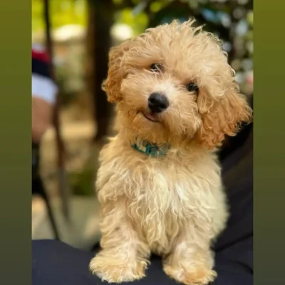 Odgajivacnica Pom Bahu Djokovic Kennel Novi Sad