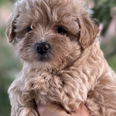 Odgajivacnica pudlica Pom Bahu Djokovic Kennel