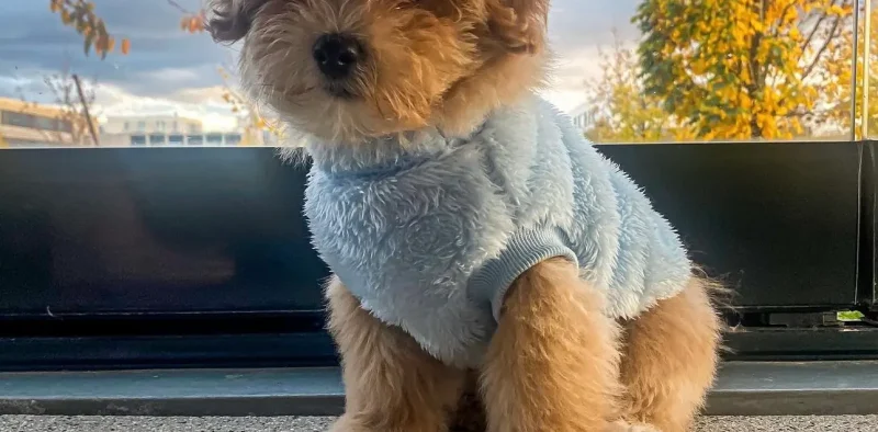 Odgajivacnica Pom Bahu Djokovic Kennel Novi Sad