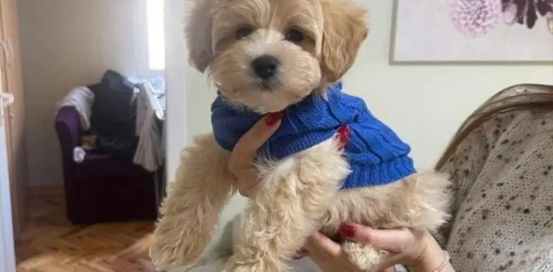 Odgajivacnica Pom Bahu Kennel Beograd