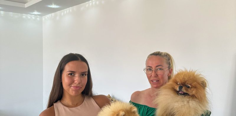 Odgajivacnica pomeranaca POM BAHU DJOKOVIC KENNEL