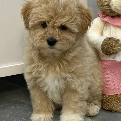 Odgajivacnica pudlica Pom Bahu Djokovic Kennel