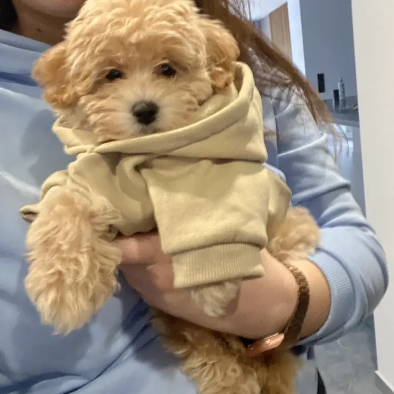 Odgajivacnica Pom Bahu Kennel Novi Sad