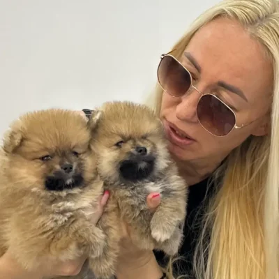 Odgajivacnica POM BAHU DJOKOVIC KENNEL najposecenije mesto u Vojvodini